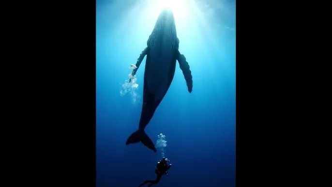 内衣办公室OVA樱花动漫 - 深蓝星球：探索海洋深处的未知世界